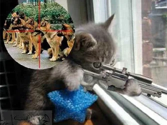 Cat Sniper.webp
